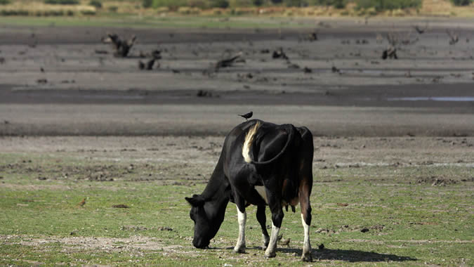 Foto de ganado en Uruguay