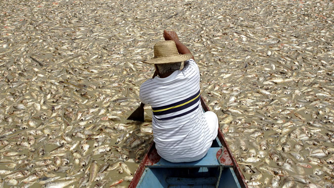 hombre navega en un río con peces muertos