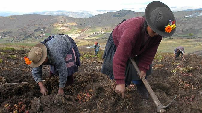 Mujeres rurales del Perú cosechan papas.